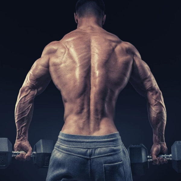 Best back exercises for lower, middle, and upper back!
